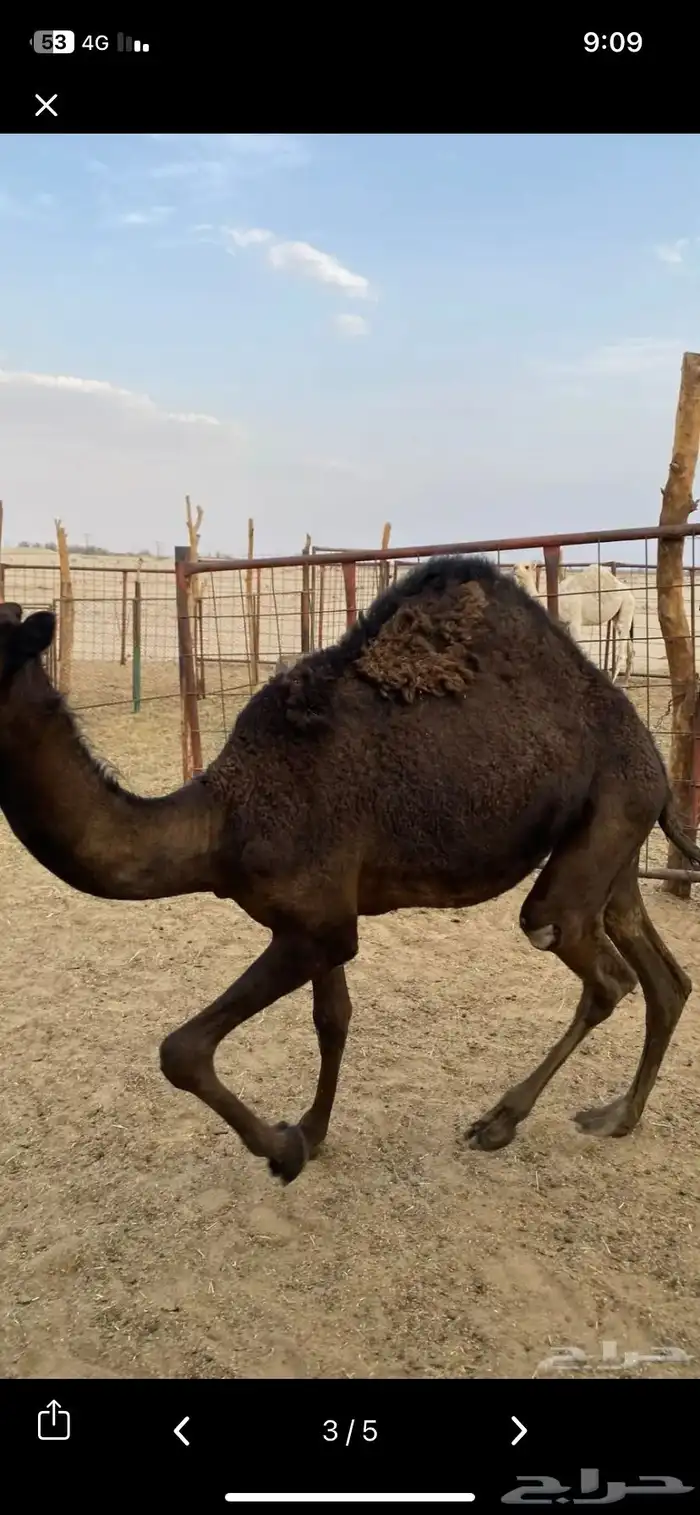 قعود  حاشي  بكره  زوجات مناسبات كفو بيشه 0