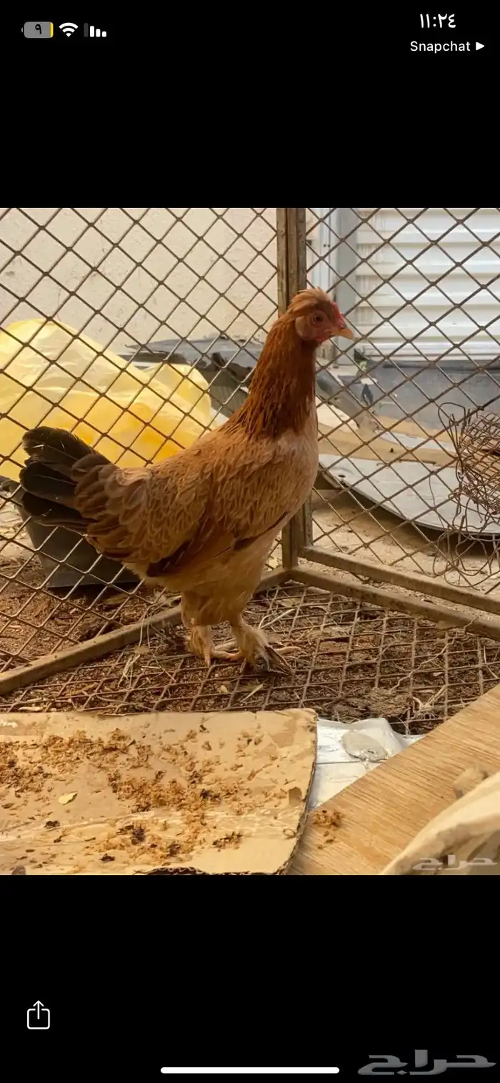 دجاج رومي زوج  والدجاجة تركية مميزة  توها تنتج 5