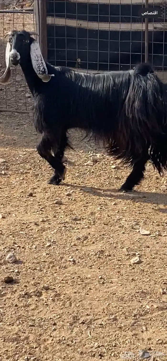 جفرة مضرع ( تم البيع ) 1