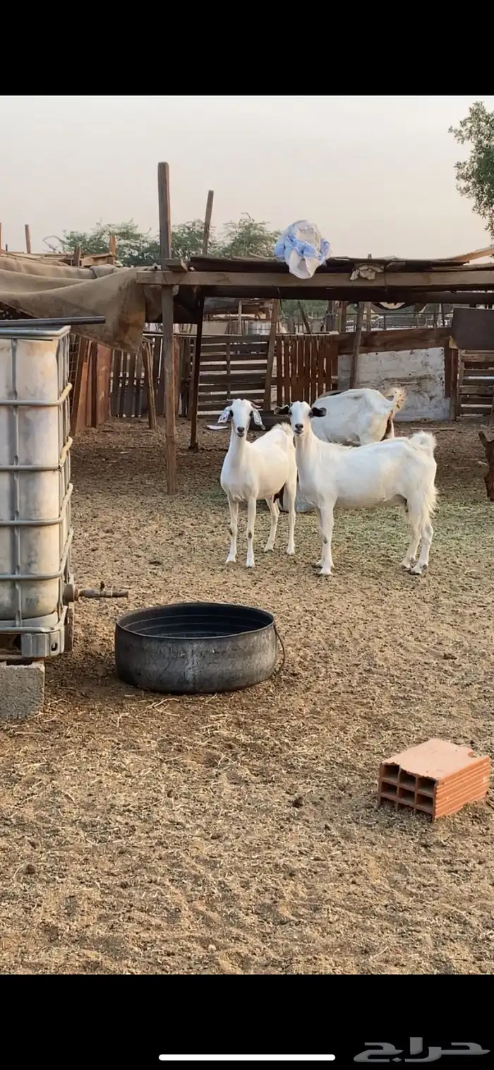 معزا بيشيه 1