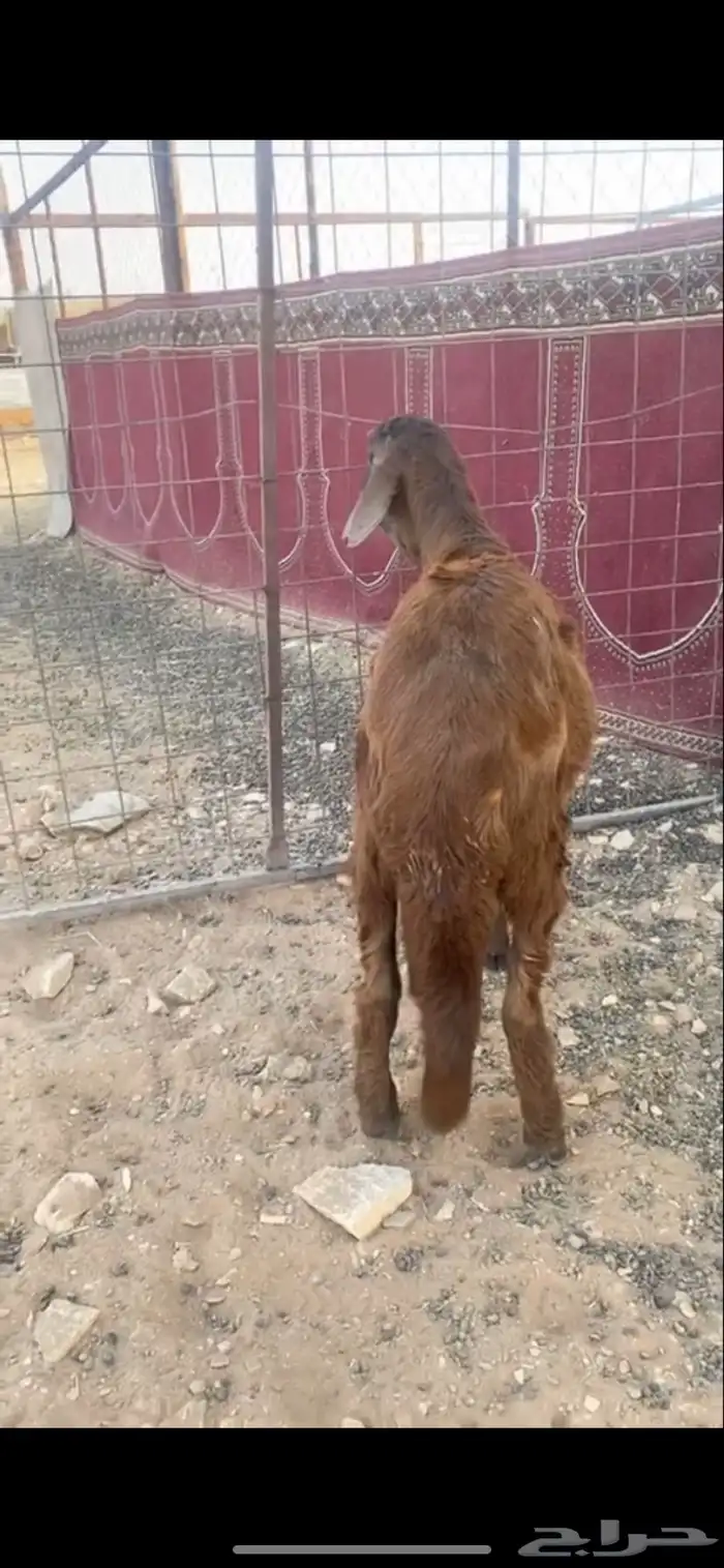 سواكني حمري 2