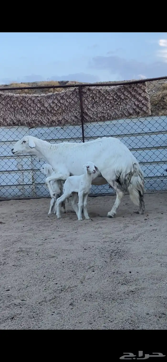 شاتين صنف الصنف تحتها 4 رخال 2