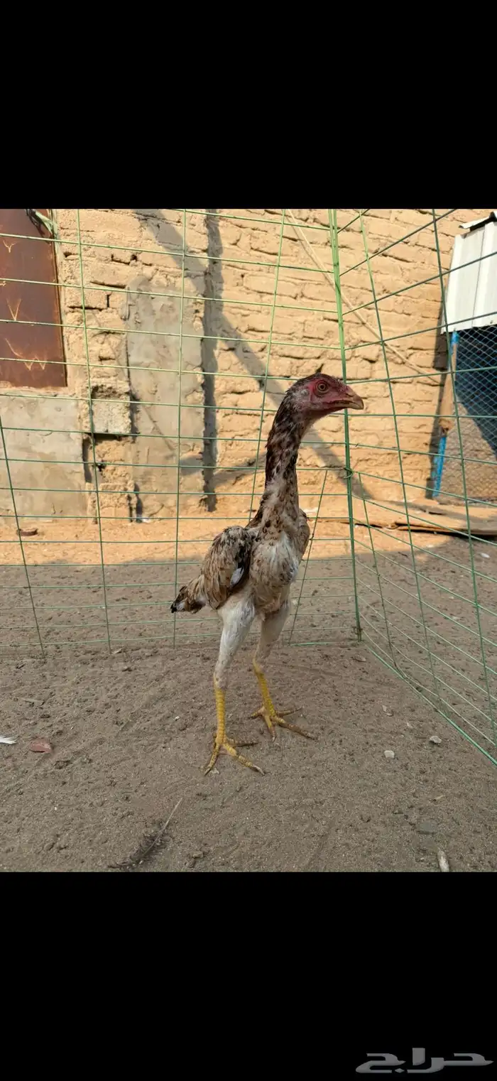 دجاجه شامو يباني 4