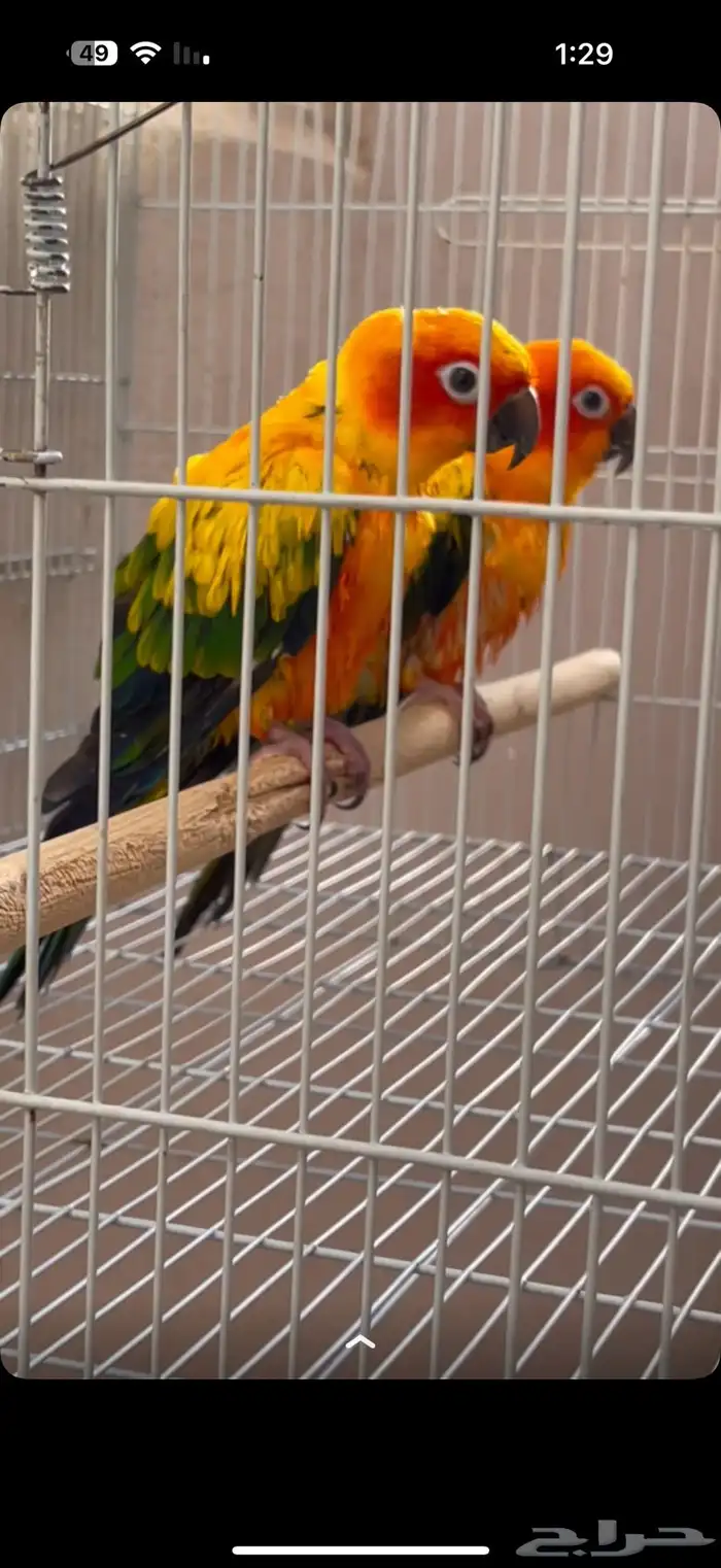 زوج صن كنيور منتج 1