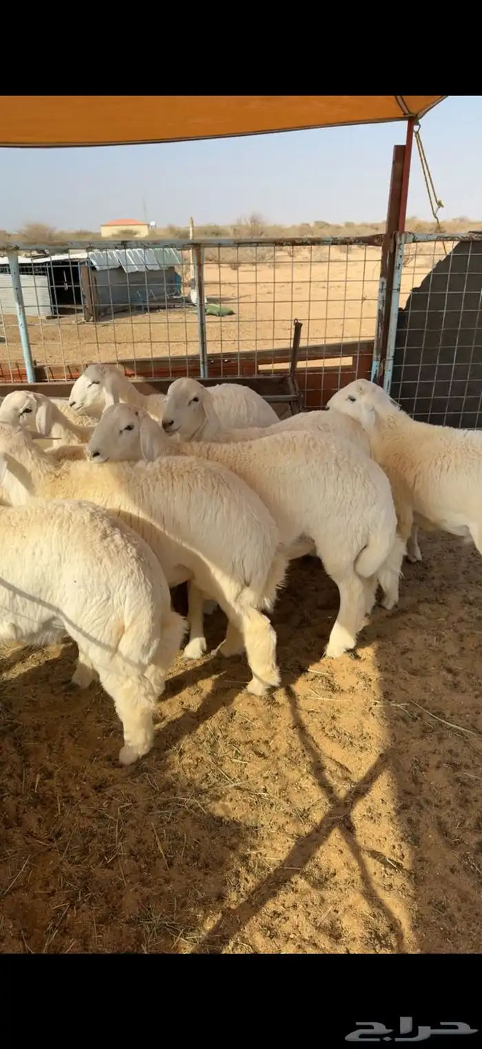 طليان جبره اوزان عاليه 1