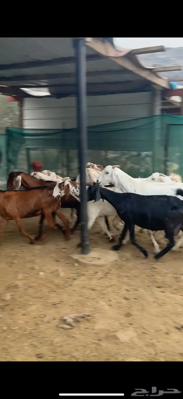 بهم27 من 820 ومعزا 12 من1200 7