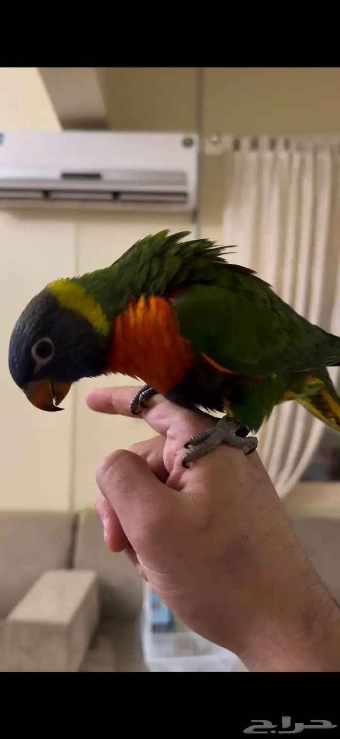 ببغاء اللوري رينبو 5