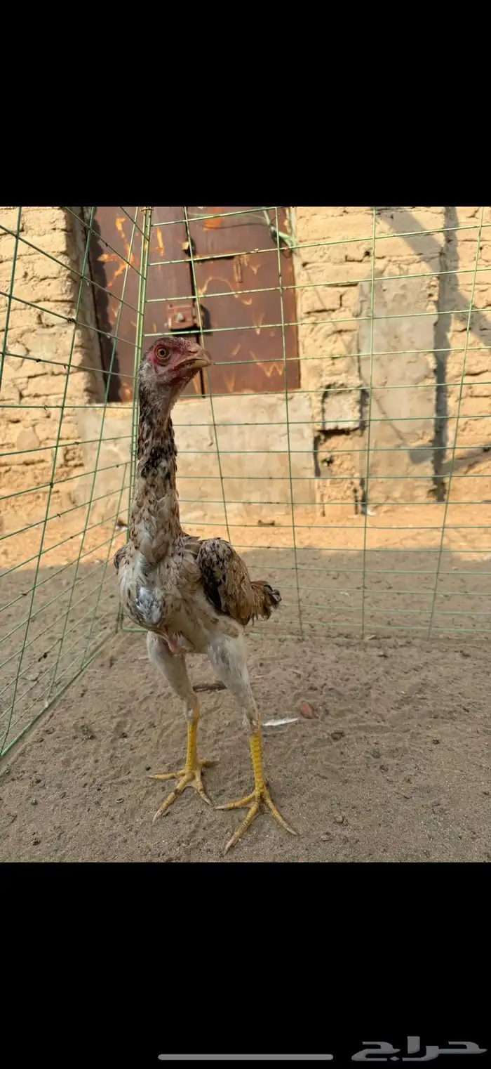 دجاجه شامو يباني 1