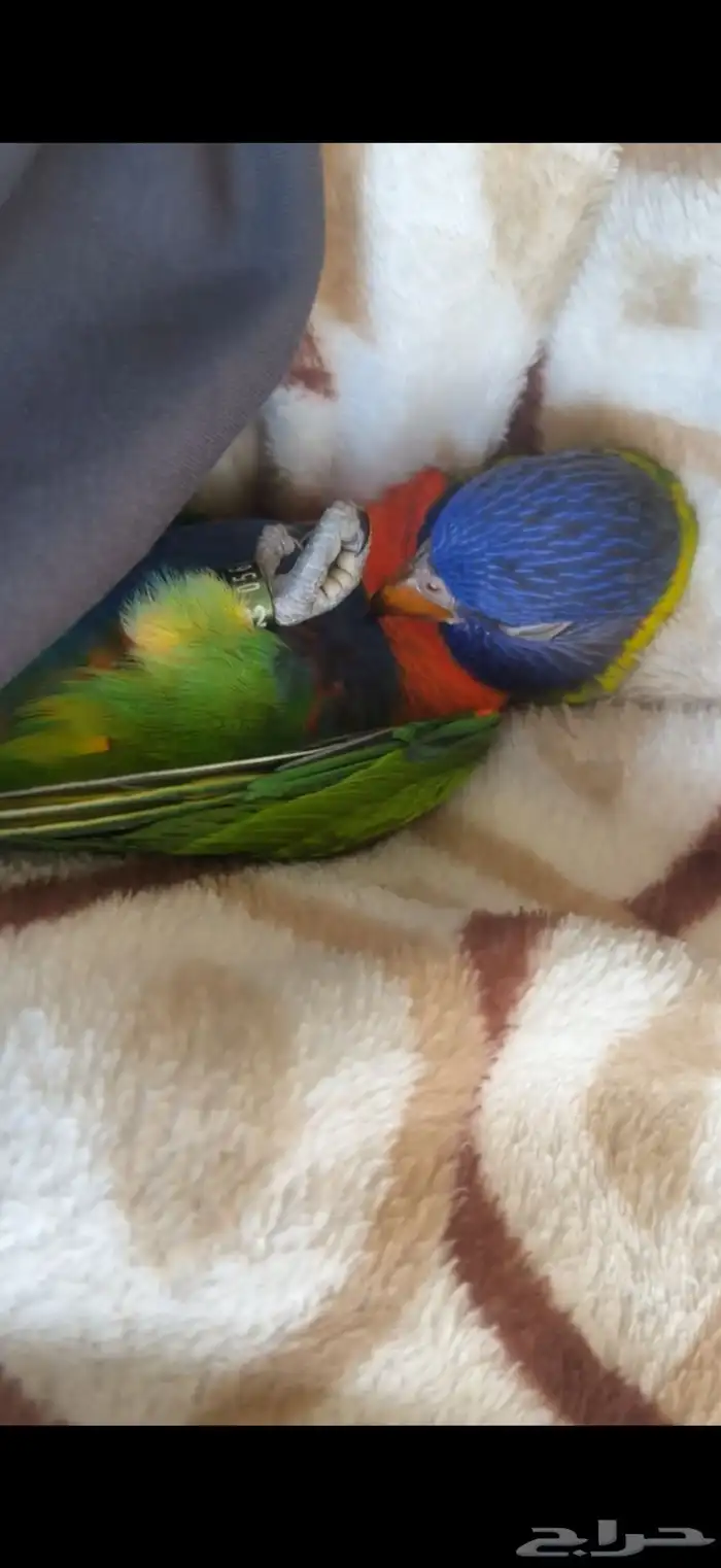 ببغاء اللوري رينبو 2