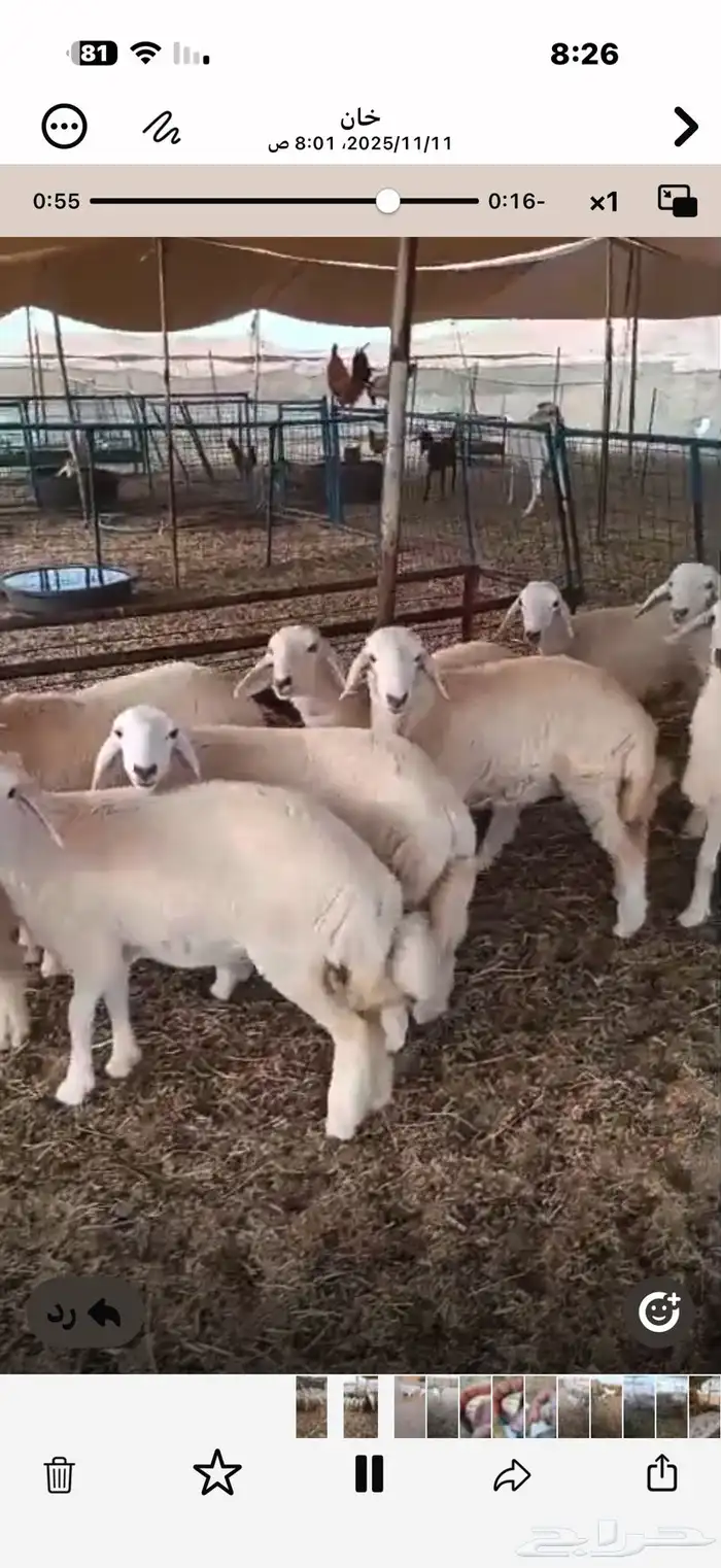 10 رخال وطليين للبيع 3