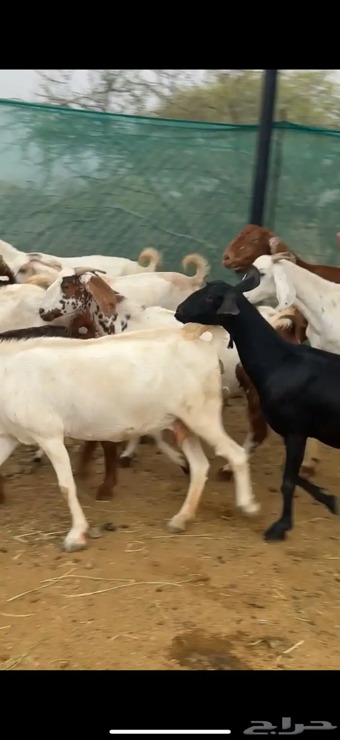 بهم27 من 820 ومعزا 12 من1200 5