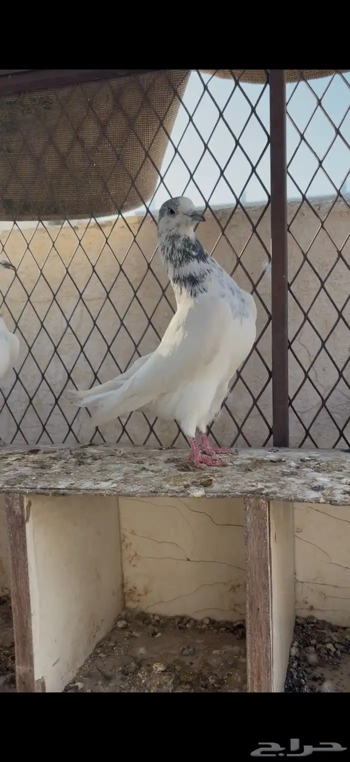 حمام باكستاني تم البيع 4