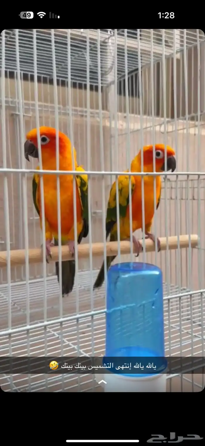 زوج صن كنيور منتج 0