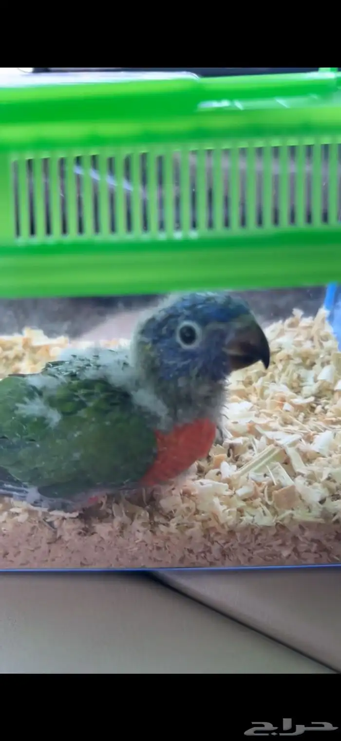 ببغاء اللوري رينبو 0