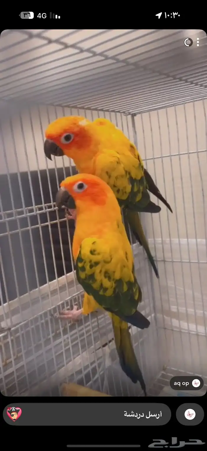 زوج صن كنيور منتج 2