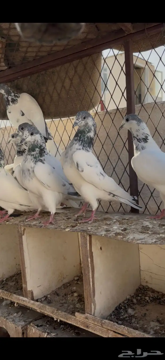 حمام باكستاني تم البيع 0