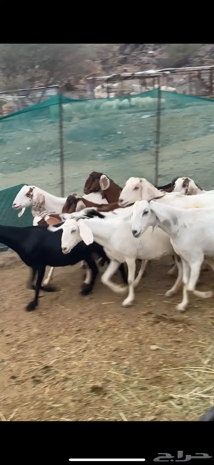 بهم27 من 820 ومعزا 12 من1200 6