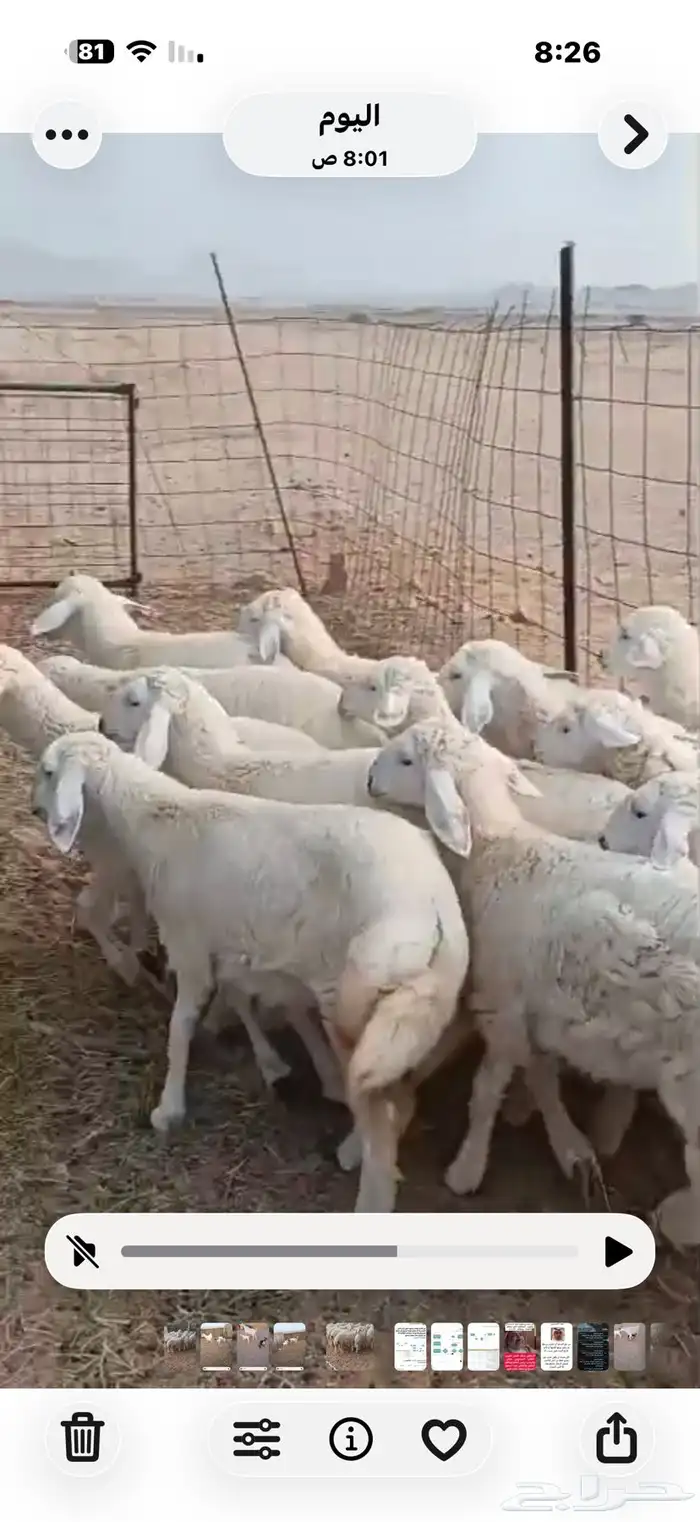 10 رخال وطليين للبيع 2