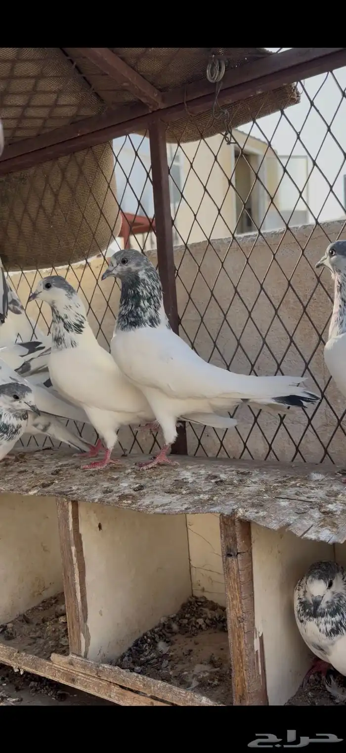 حمام باكستاني تم البيع 1