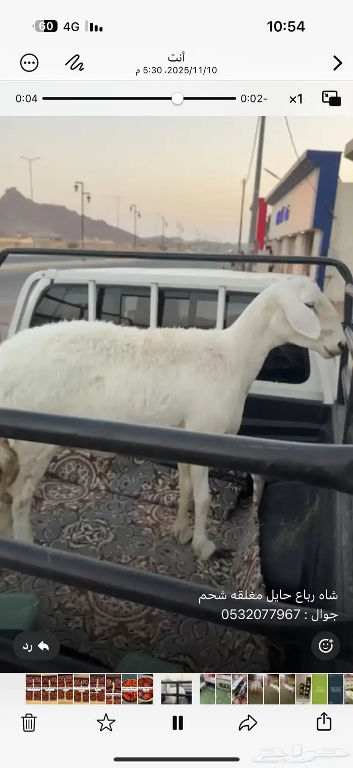 شاه رباع حايل مغلقه شحم 0