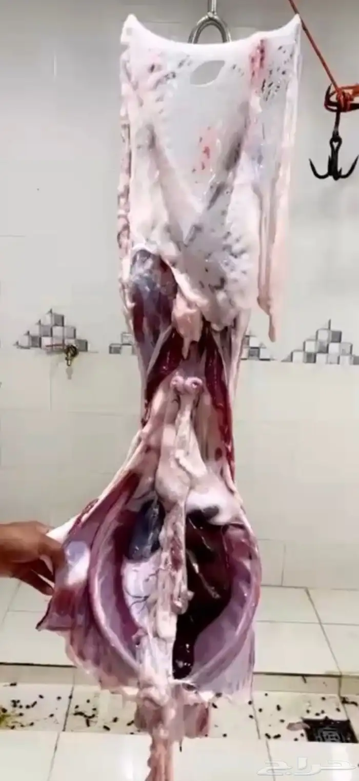 ذبايح خرفان 3
