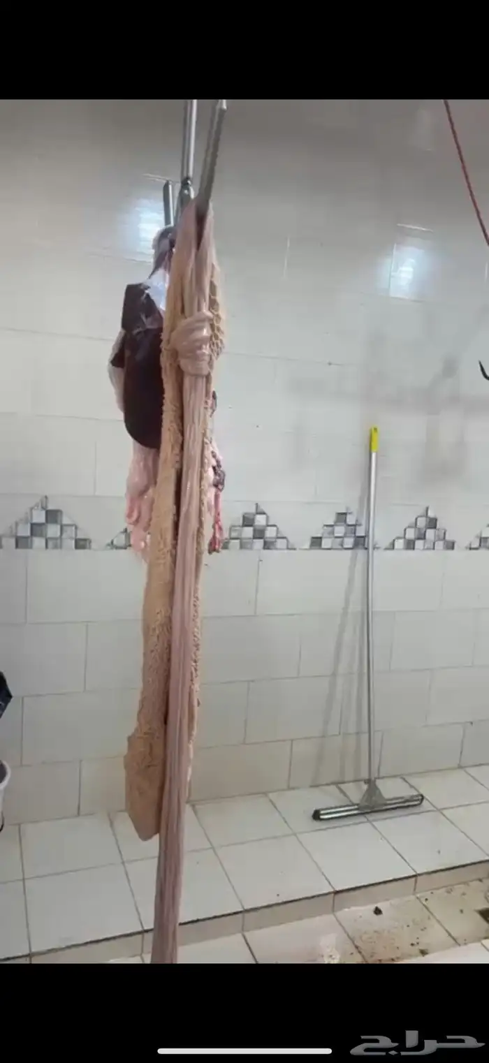 ذبايح خرفان 2