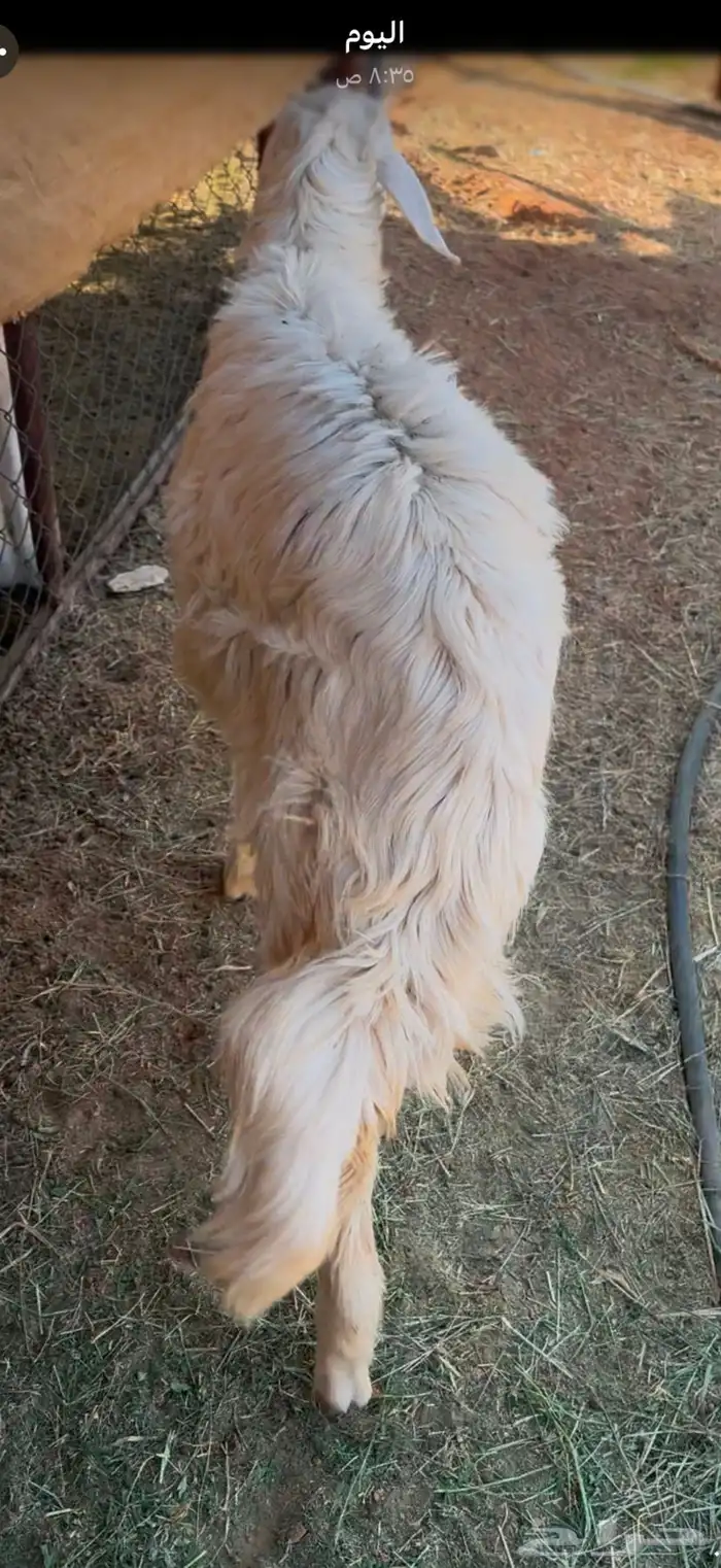 رخل حرشا كفوو 0