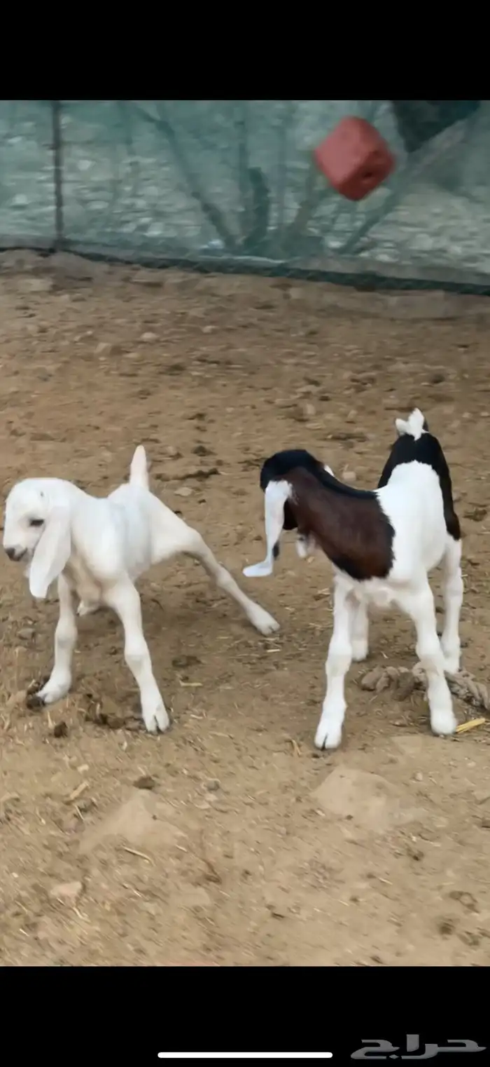 بهم27 من 820 ومعزا 12 من1200 9