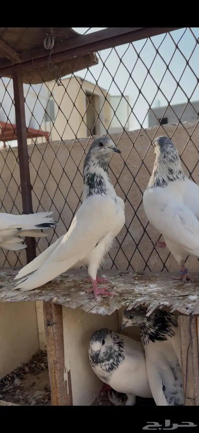 حمام باكستاني تم البيع 6