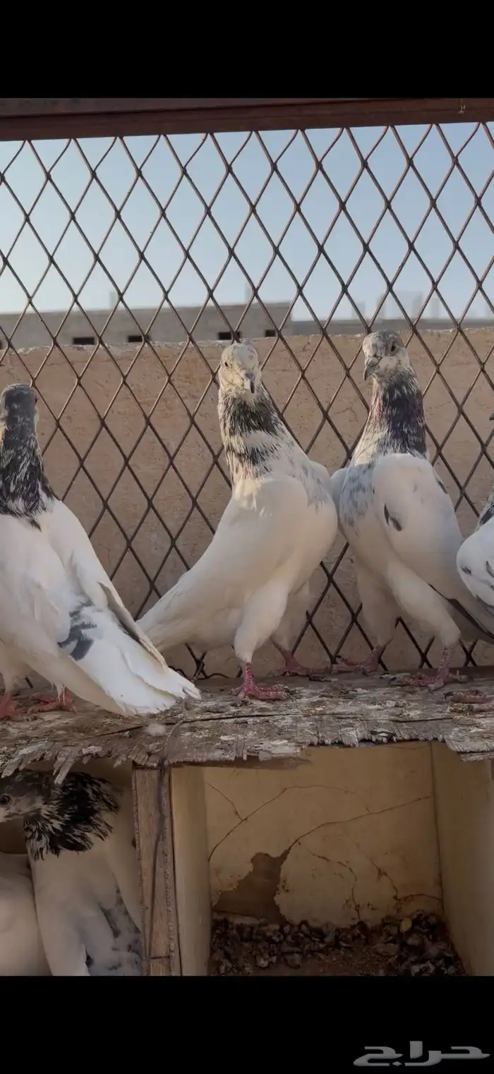 حمام باكستاني تم البيع 5