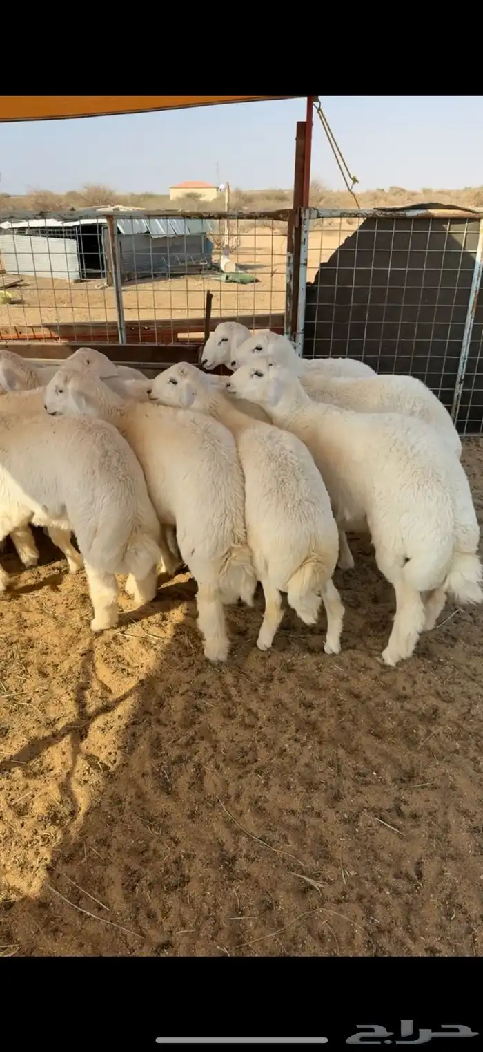 طليان جبره اوزان عاليه 0