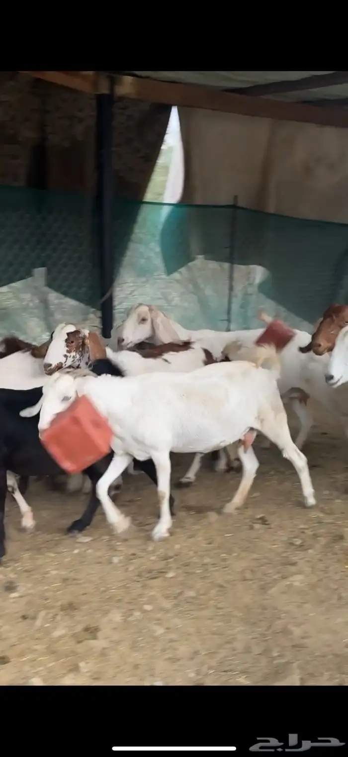 بهم27 من 820 ومعزا 12 من1200 10