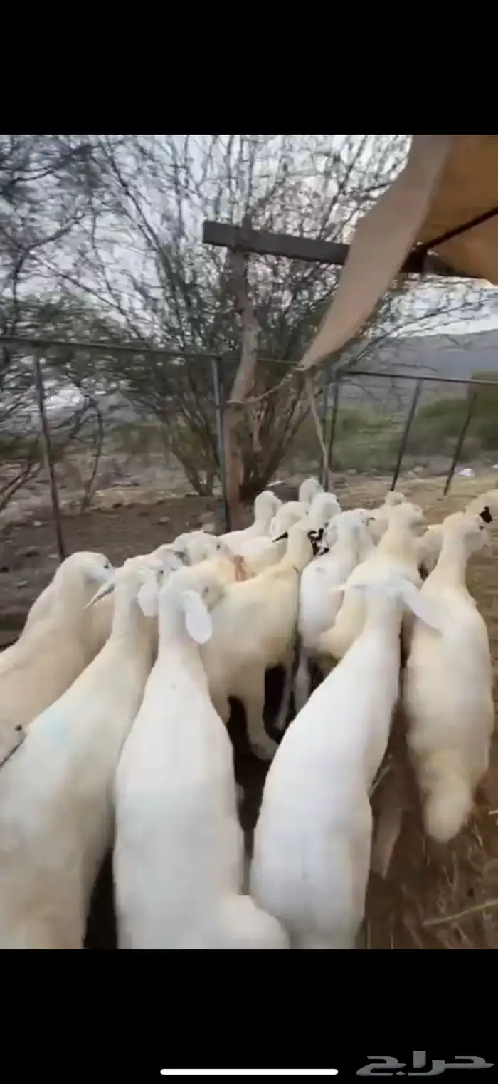 بهم27 من 820 ومعزا 12 من1200 4