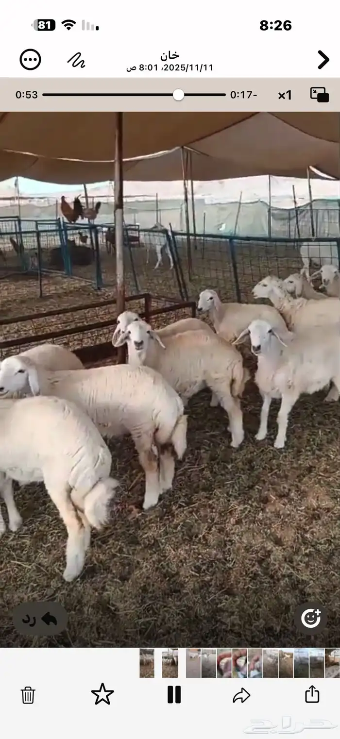 10 رخال وطليين للبيع 1