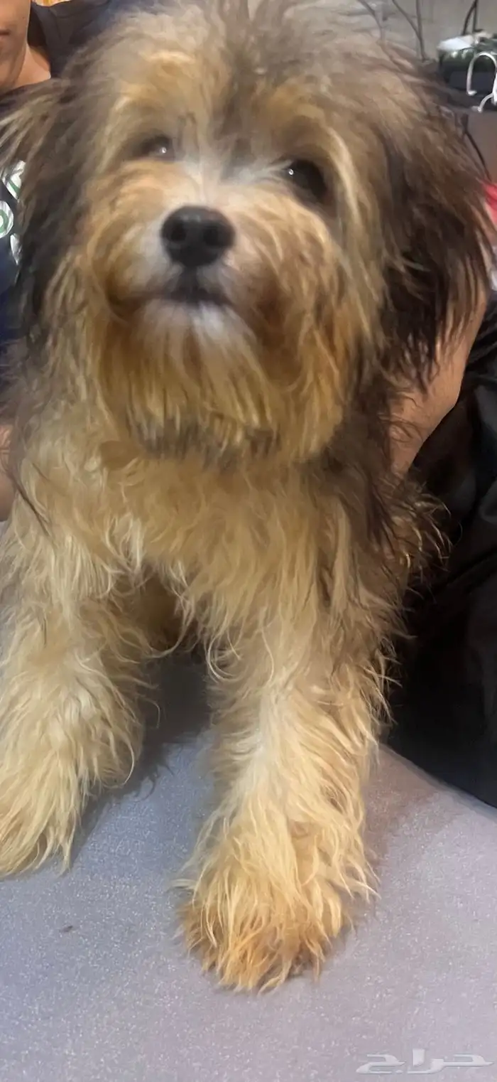 Havanese Dog for sale - كلب 0