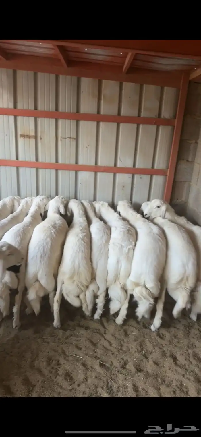 ذبايح خرفان 0