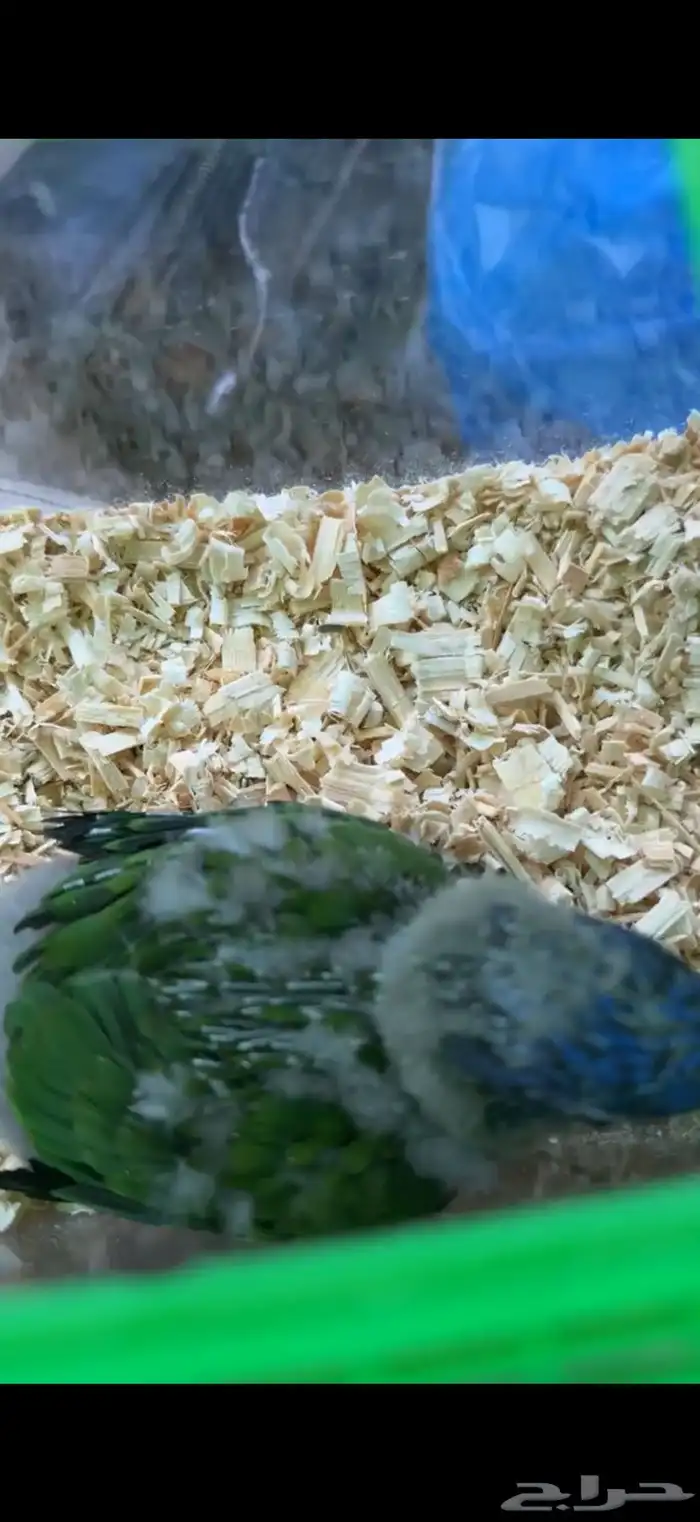 ببغاء اللوري رينبو 1