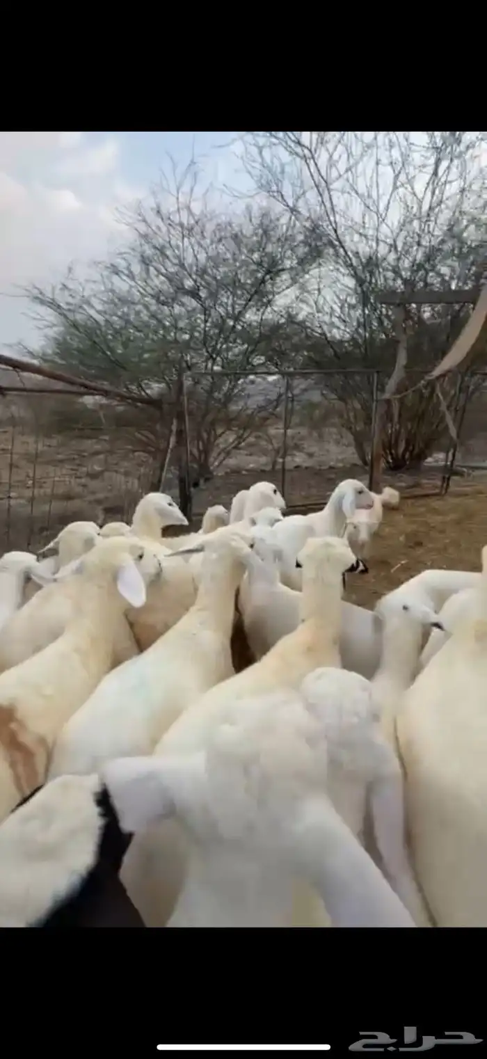 بهم27 من 820 ومعزا 12 من1200 1