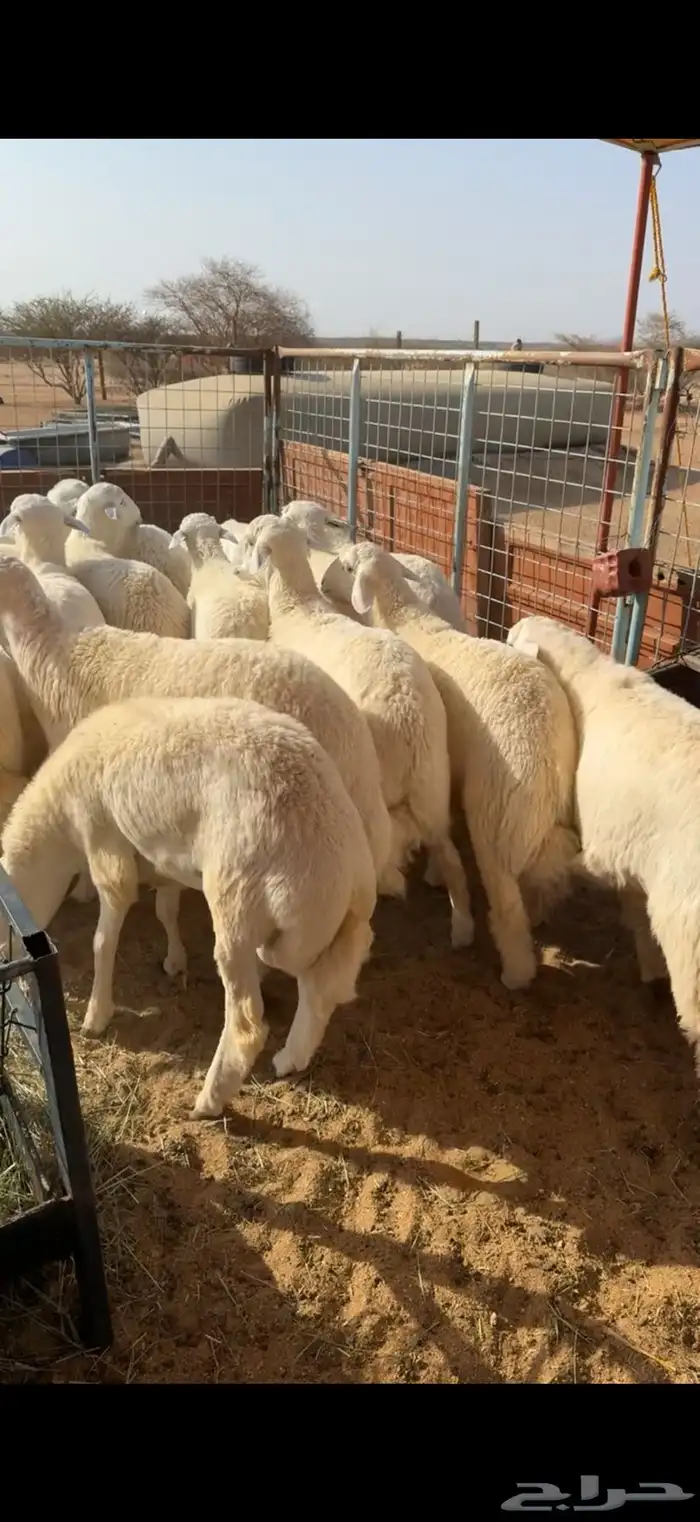 طليان جبره اوزان عاليه 2