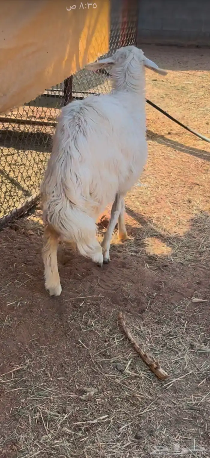 رخل حرشا كفوو 1