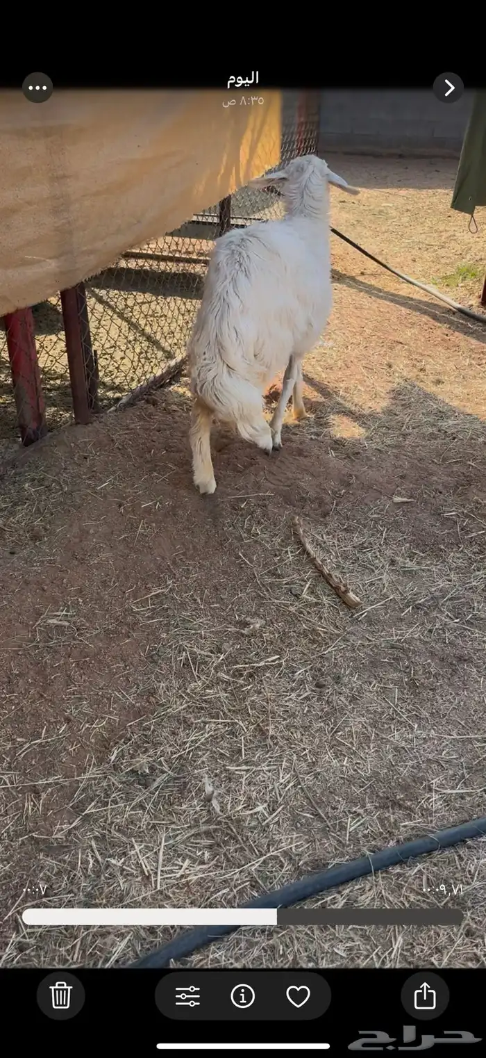 رخل حرشا كفوو 2