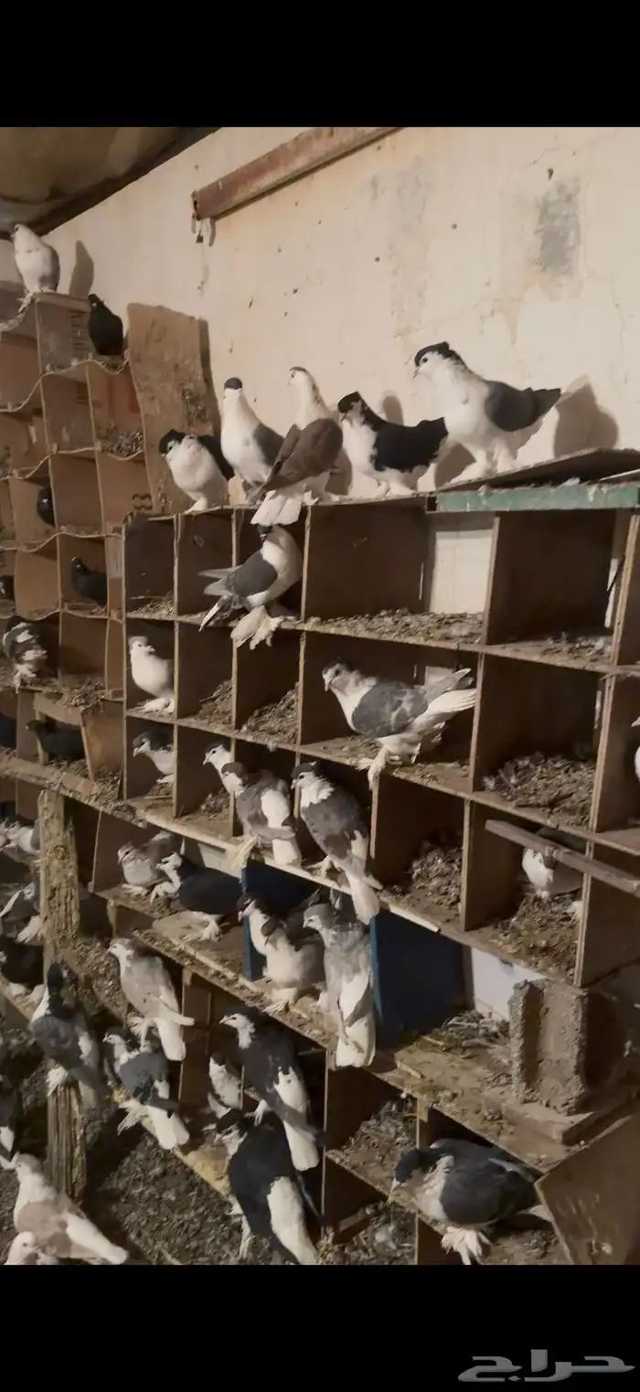 حمام زينه شرازي 1