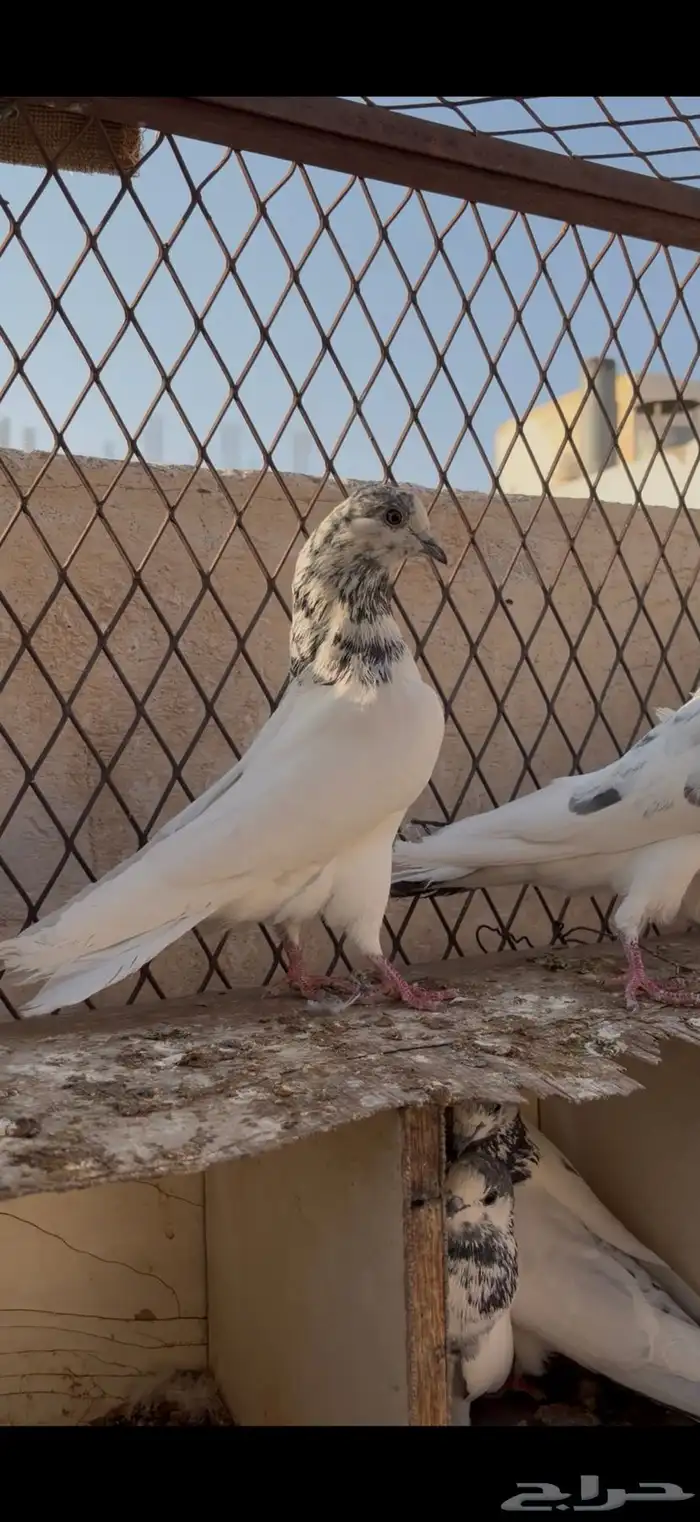 حمام باكستاني تم البيع 2