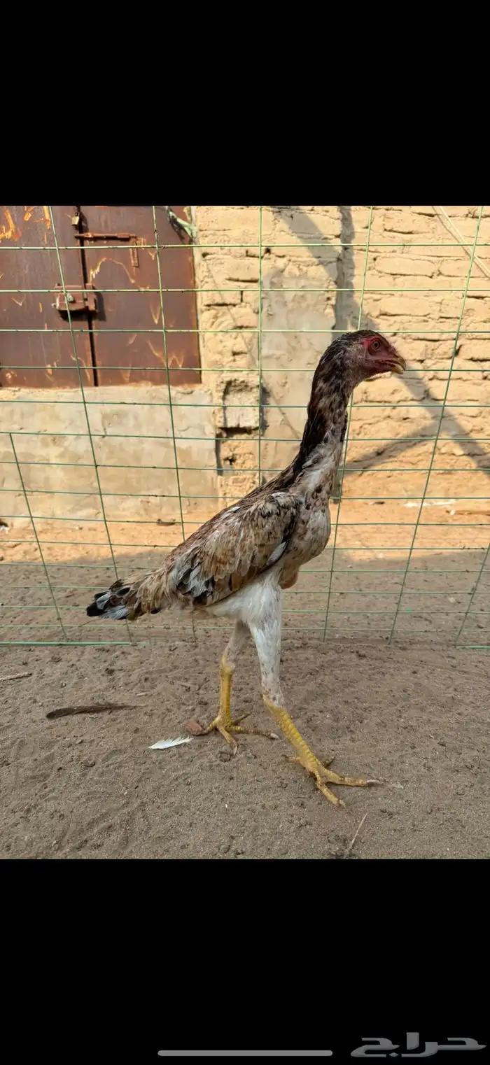 دجاجه شامو يباني 2
