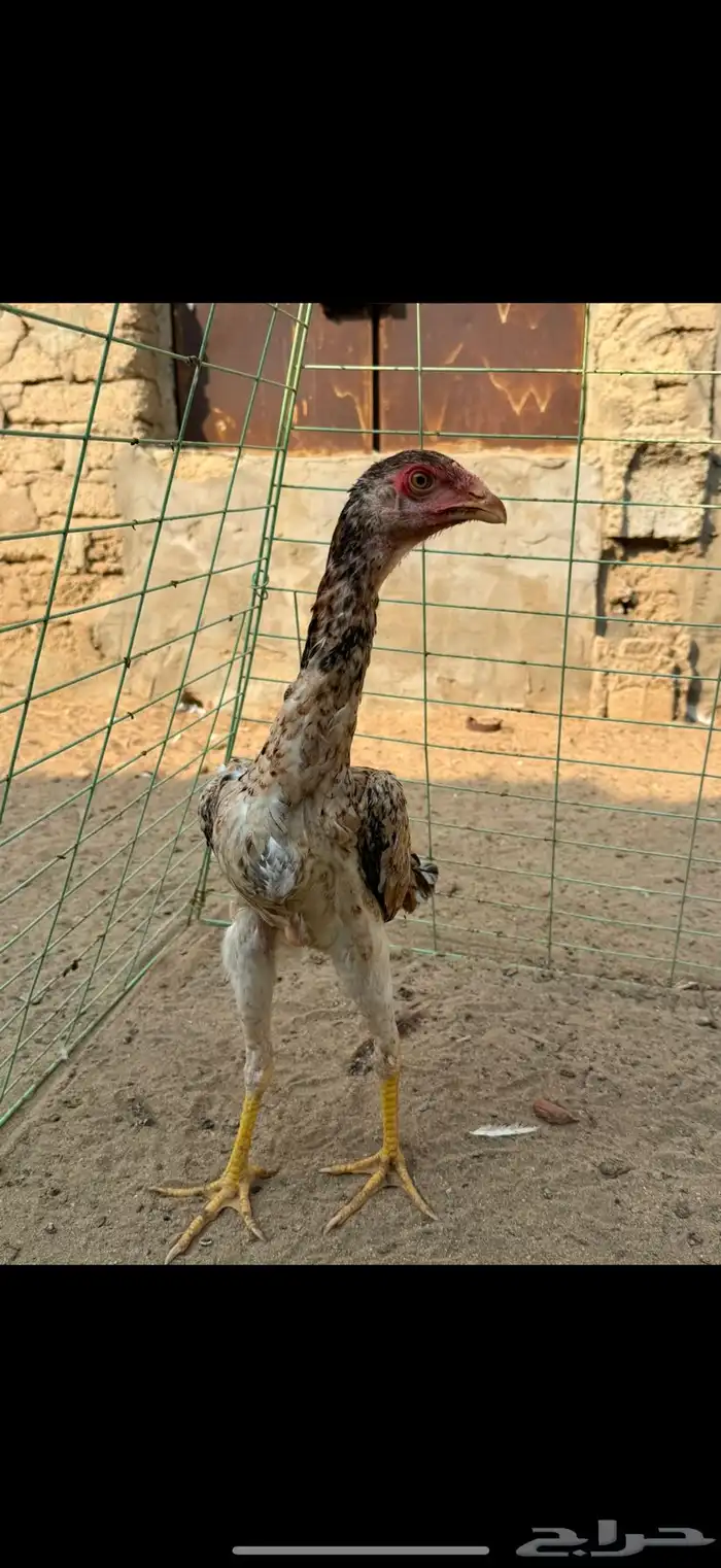 دجاجه شامو يباني 3