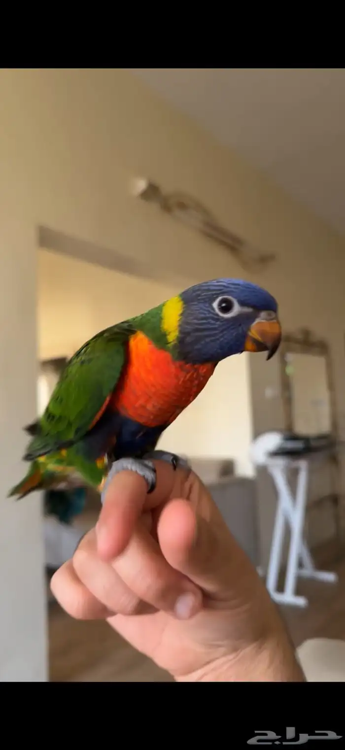 ببغاء اللوري رينبو 4