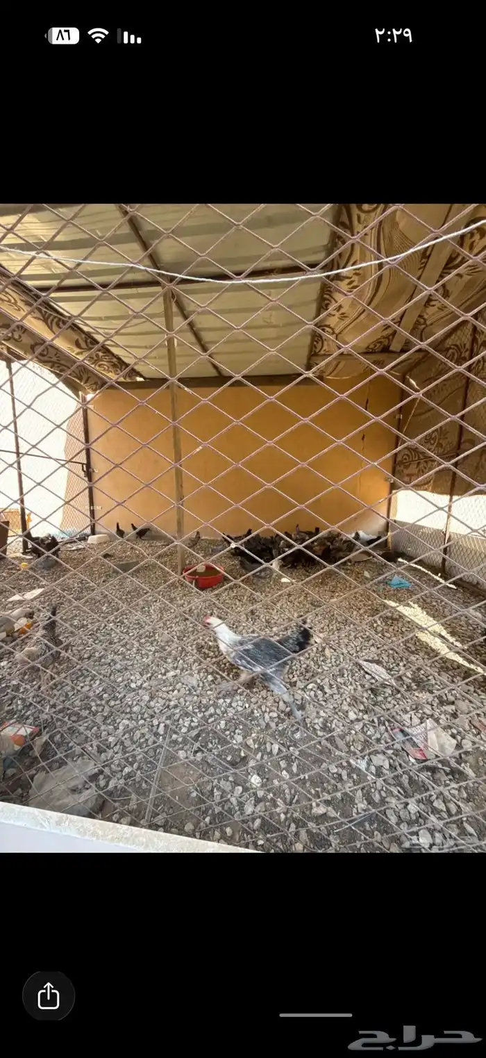 شبك للبيع كبير 3