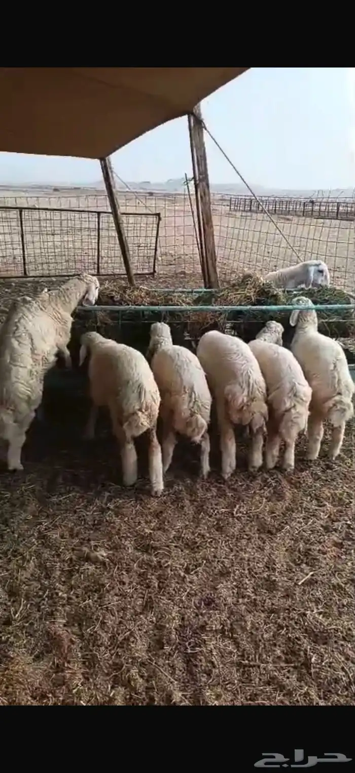 10 رخال وطليين للبيع 0