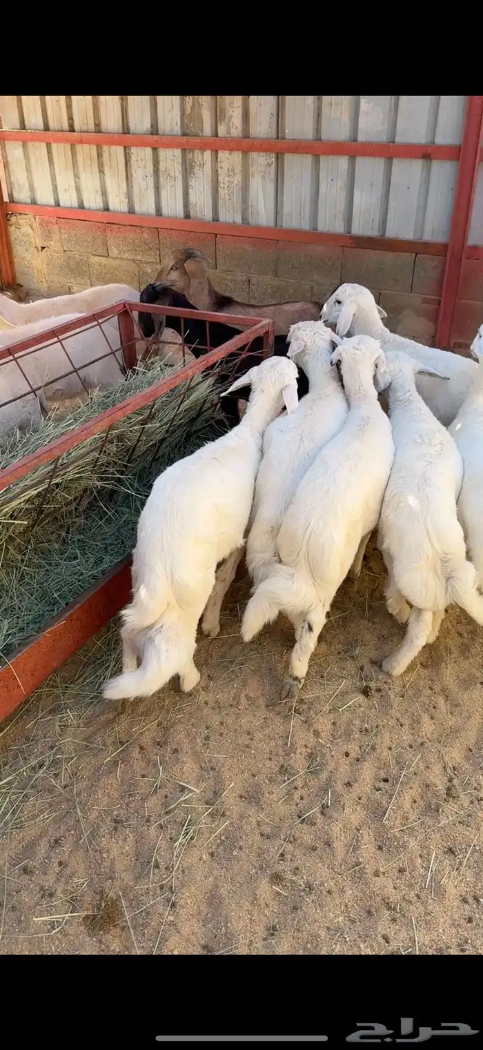 ذبايح خرفان 5