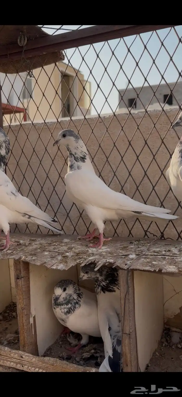 حمام باكستاني تم البيع 3